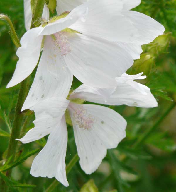 Beautiful white flower