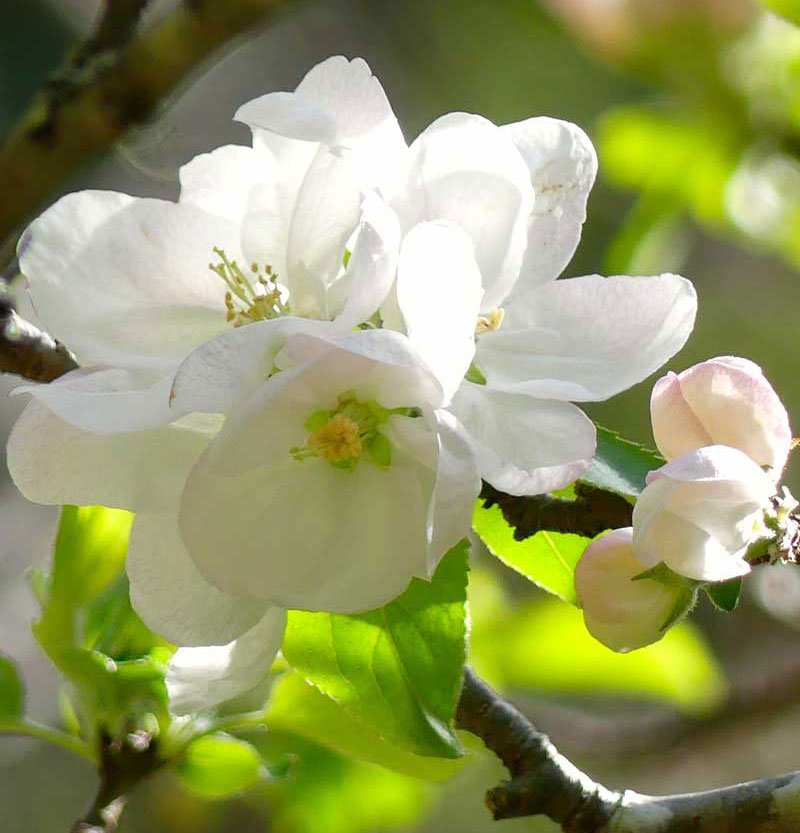 A beautiful white flower